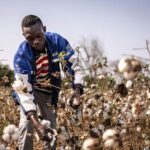 FILIÈRE COTON : Le Bénin vise 700 000 tonnes pour la campagne agricole 2026-2027